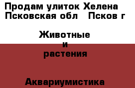 Продам улиток Хелена - Псковская обл., Псков г. Животные и растения » Аквариумистика   